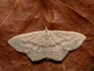 Vlnopásník jitrocelový - Scopula nigropunctata