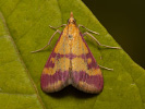 Zavíječ krvavý - Pyrausta sanguinalis