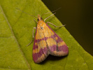 Zavíječ krvavý - Pyrausta sanguinalis