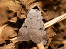 Hnědopáska vikvicová - Lygephila craccae