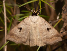 Hnědopáska obecná - Lygephila pastinum