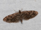 Píďalička smrčinová - Eupithecia lanceata
