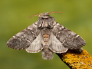 Hřbetozubec dubový - Drymonia ruficornis