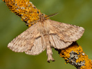 Hřbetozubec dvouzubý - Pterostoma palpinum