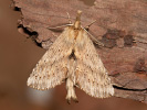 Hřbetozubec dvouzubý - Pterostoma palpinum