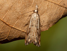 Travařík károvaný - Catoptria falsella