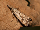 Travařík károvaný - Catoptria falsella
