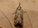 Travařík károvaný - Catoptria falsella