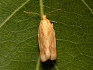 Obaleč pelyňkový - Clepsis pallidana