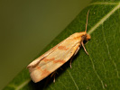 Obaleč pelyňkový - Clepsis pallidana