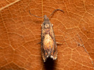 Obaleč - Dichrorampha heegerana