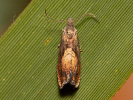 Obaleč - Dichrorampha heegerana