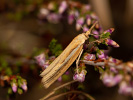 Travařík travní - Agriphila tristella