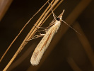 Travařík travní - Agriphila tristella