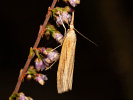 Travařík travní - Agriphila tristella