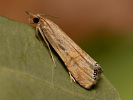 Travařík - Euchromius ocelleus