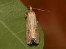 Travařík - Euchromius ocelleus