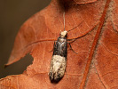Mol - Trichophaga scandinaviella