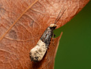 Mol - Trichophaga scandinaviella