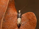 Mol - Trichophaga scandinaviella
