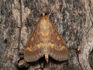 Zavíječ kukuřičný - Ostrinia nubilalis