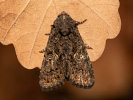 Tmavopáska jižní - Aedia leucomelas