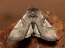 Můřice jarní - Achlya flavicornis