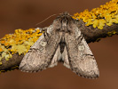 Můřice jarní - Achlya flavicornis