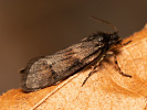 Šedivěnka jívová - Dasystoma salicella