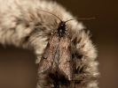 Šedivěnka jívová - Dasystoma salicella