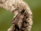 Šedivěnka jívová - Dasystoma salicella