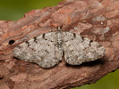 Různorožec olšový - Aethalura punctulata