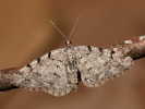 Různorožec olšový - Aethalura punctulata