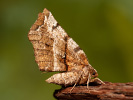 Zejkovec řešetlákový - Selenia dentaria
