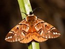 Strakáč březový - Endromis versicolora