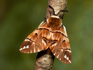 Strakáč březový - Endromis versicolora