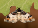Píďalka hnědoskvrnná - Catarhoe cuculata