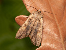 Gelbbraune Rindeneule - Lithophane socia