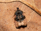 Obaleč - Metendothenia atropunctana
