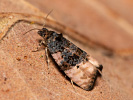 Obaleč - Metendothenia atropunctana