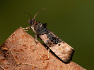 Obaleč - Metendothenia atropunctana