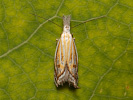 Krásněnka - Holoscolia huebneri
