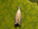 Krásněnka - Holoscolia huebneri