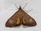Travařík - Uresiphita gilvata