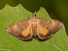 Travařík - Uresiphita gilvata