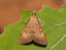 Travařík - Uresiphita gilvata
