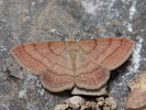 Vlnopásník hnědonachový - Scopula rubiginata