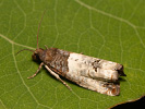 Obaleč stromový - Notocelia roborana