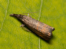 Travařík lipnicový - Platytes cerussella