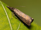 Travařík lipnicový - Platytes cerussella